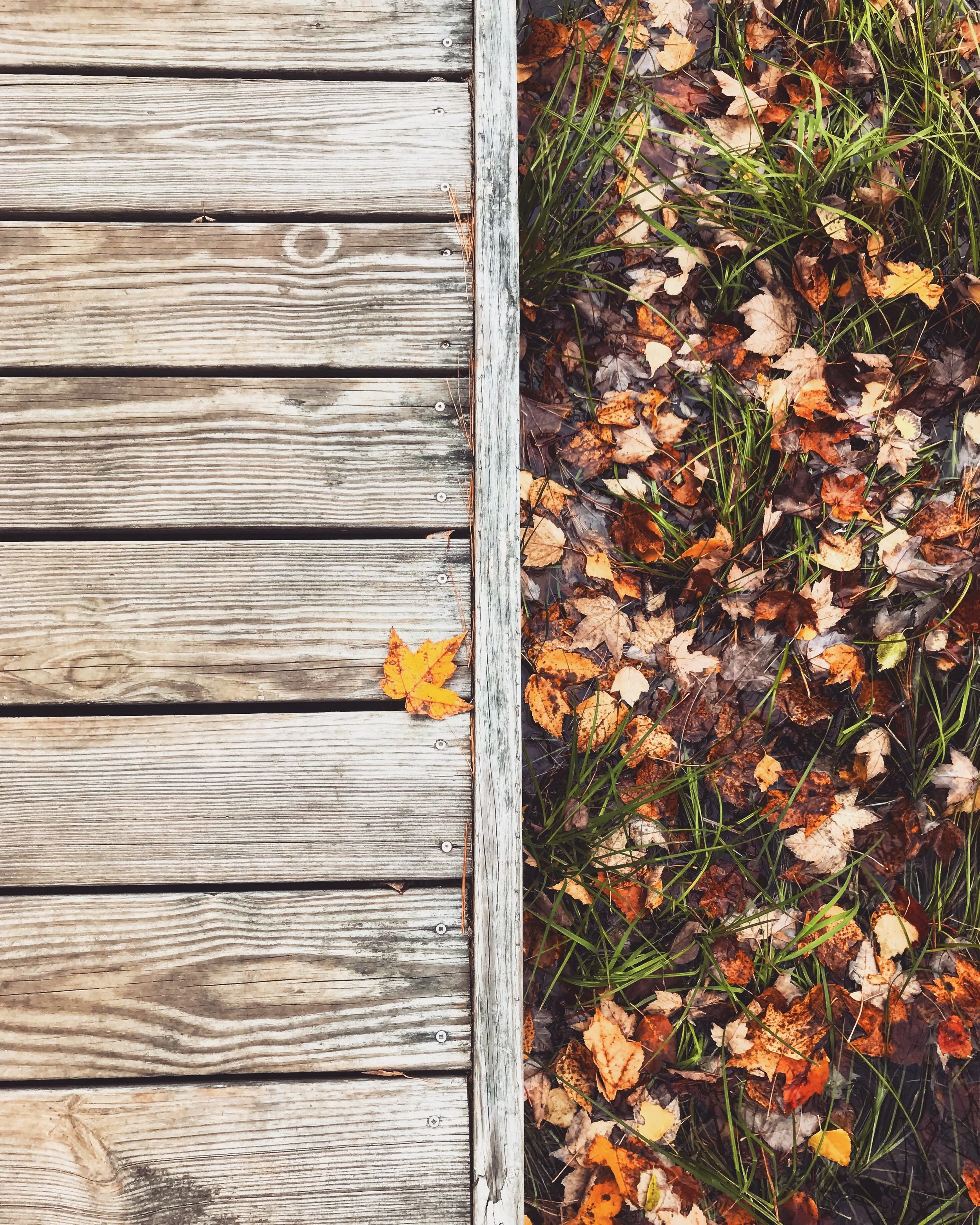Leaf Rubbing with SP Library