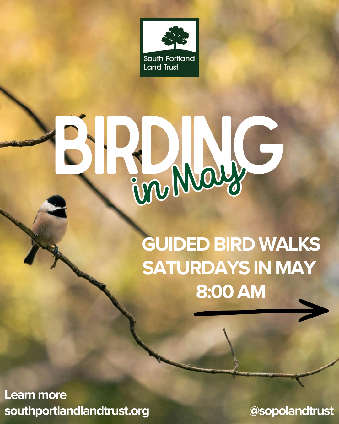 Birding in May - Clark’s Pond Trail