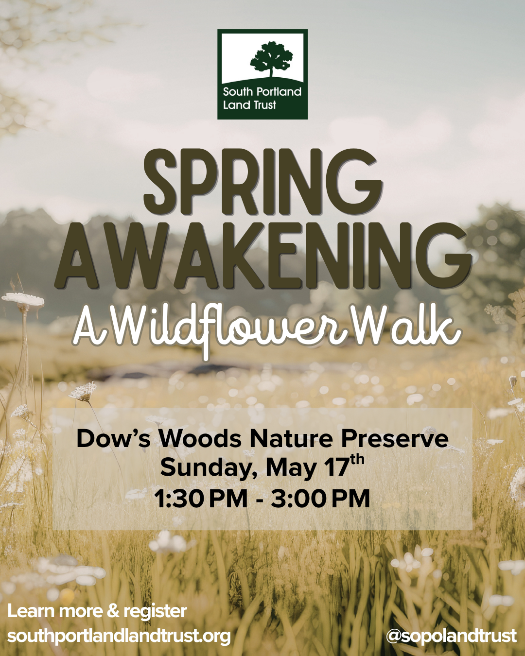 Spring Awakening: A Wildflower Walk