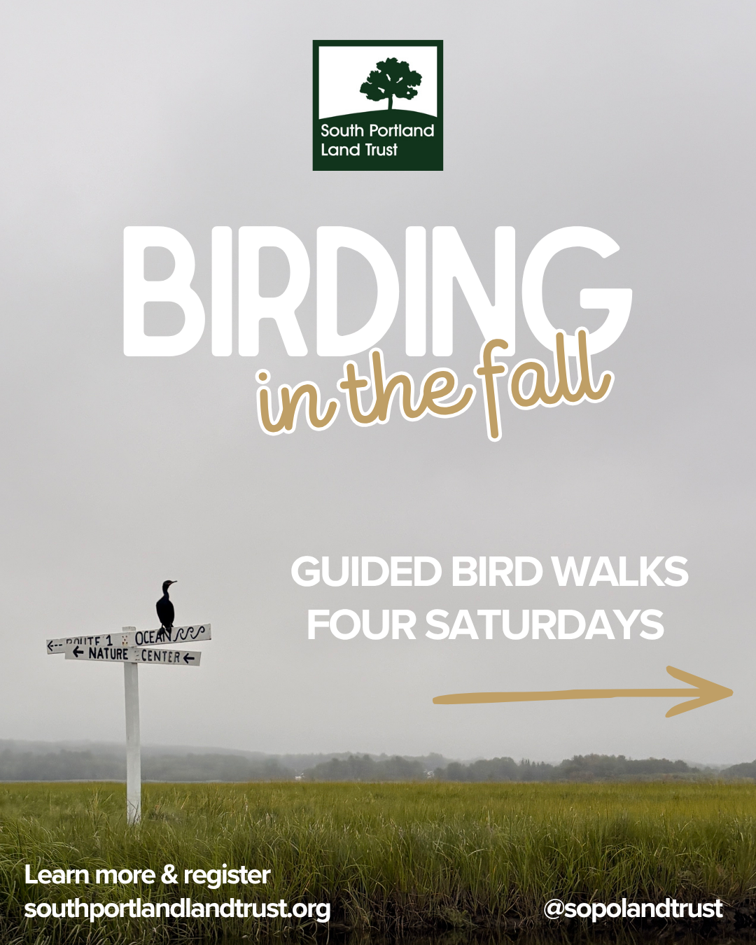 Birding in the Fall - Fall Warbler Migration