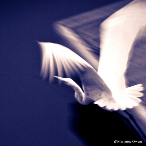 Egret in Flight M_OWENS.jpg