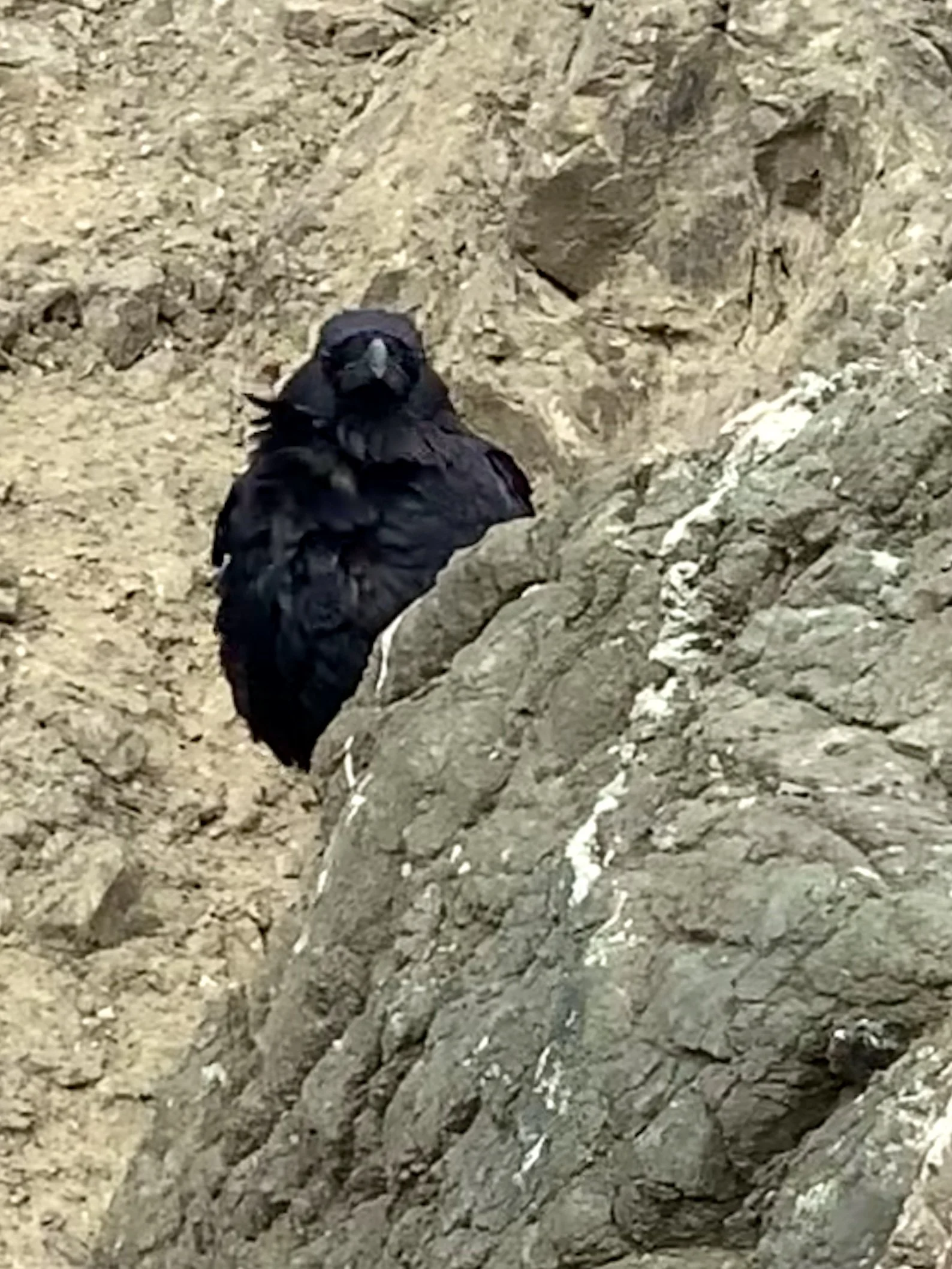 Raven at Rodeo Beach