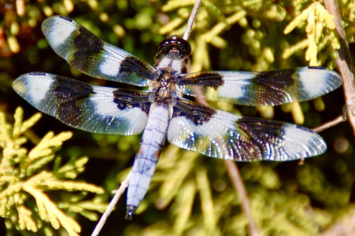 Dragonfly 