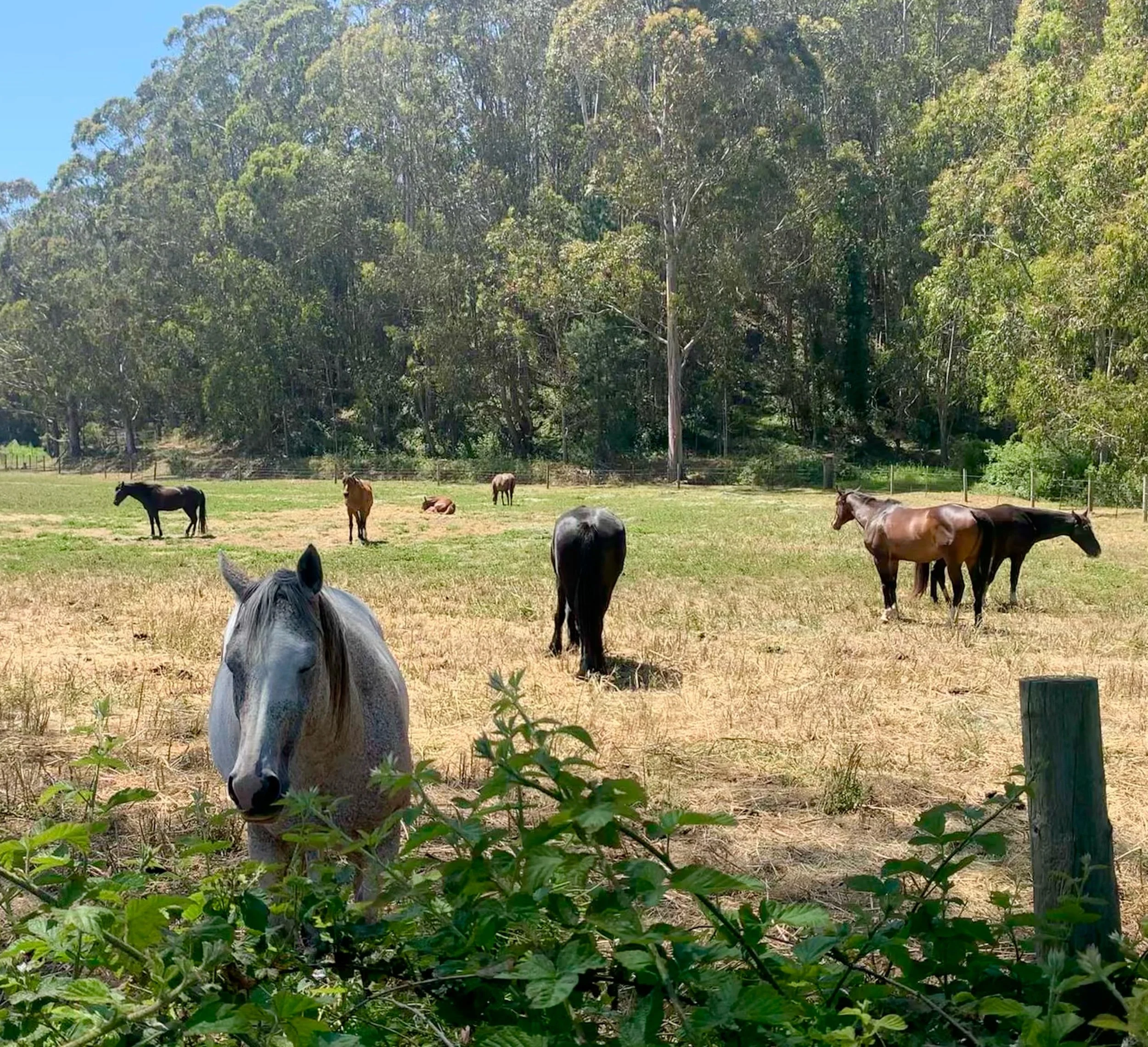 Horses in Pacifica