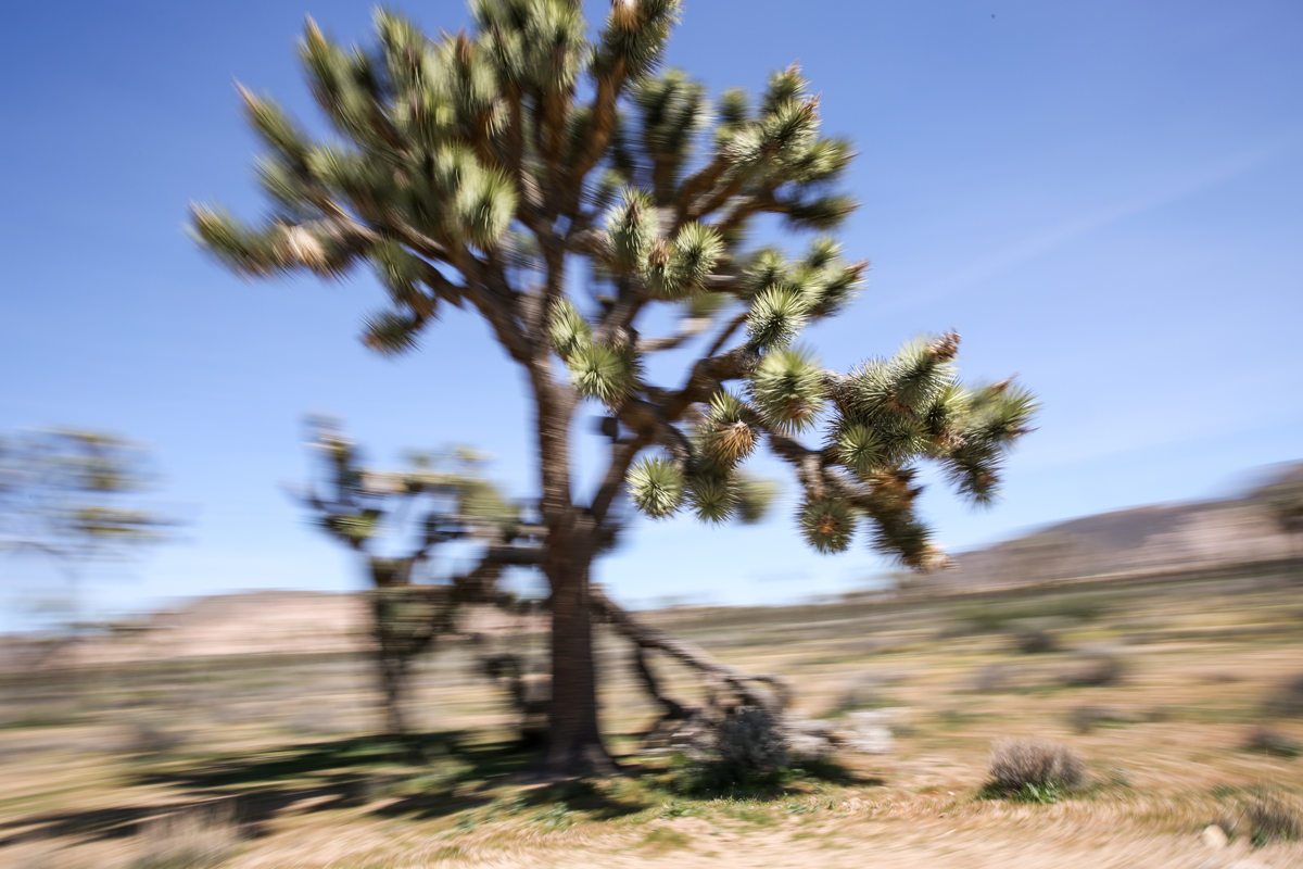 Chaco - New Zealand blur