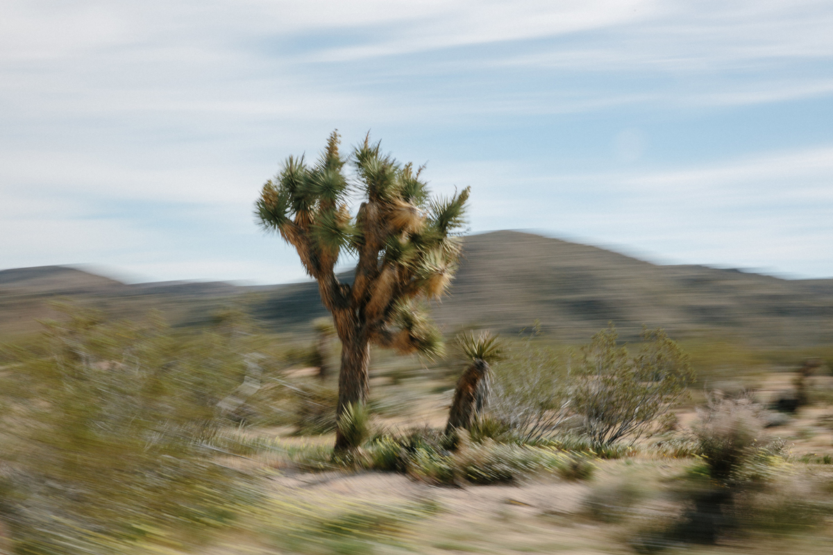 The Outbound Collective - Joshua Tree blur