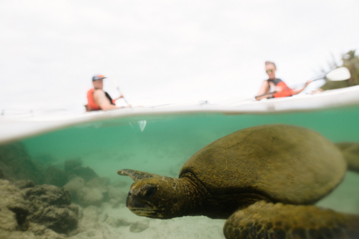 Oru Kayak sea turtle underwater
