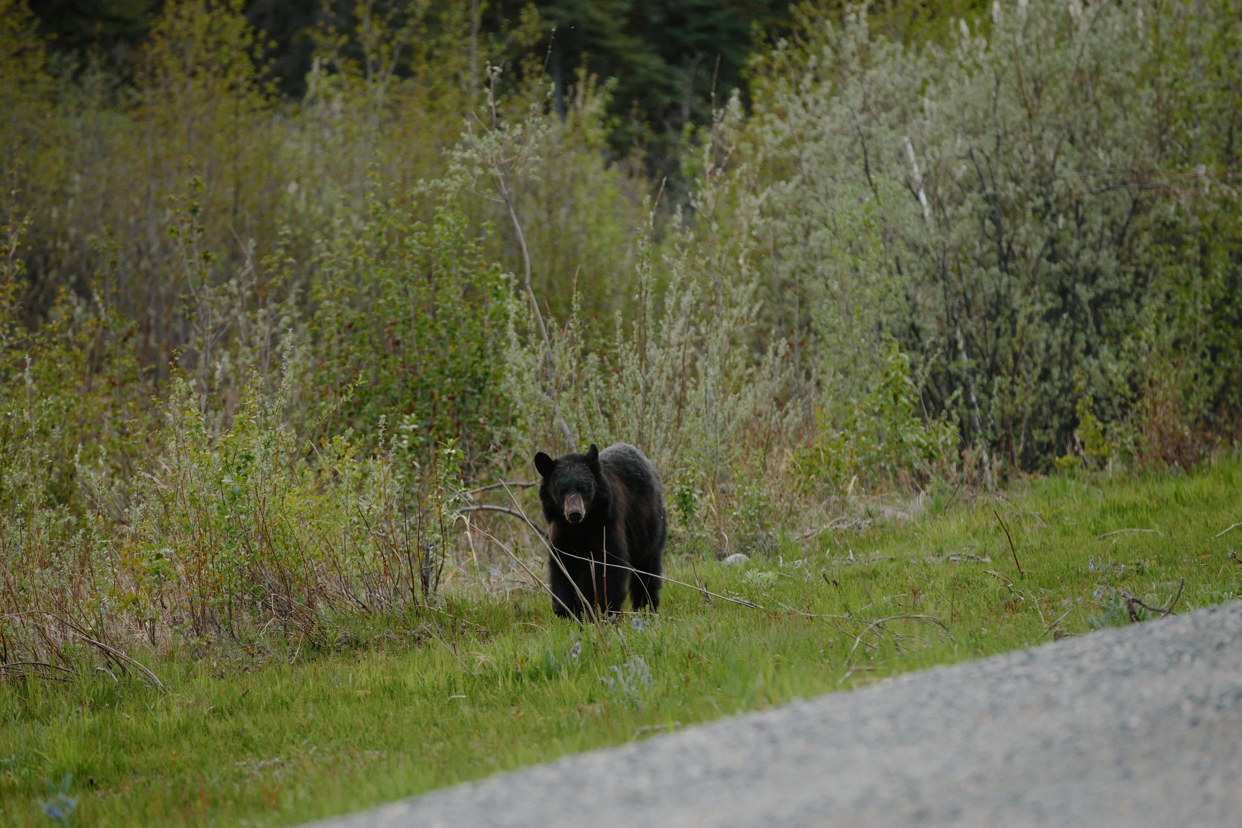 YeehawDonkey_CLIF_Alaska_0525.jpg