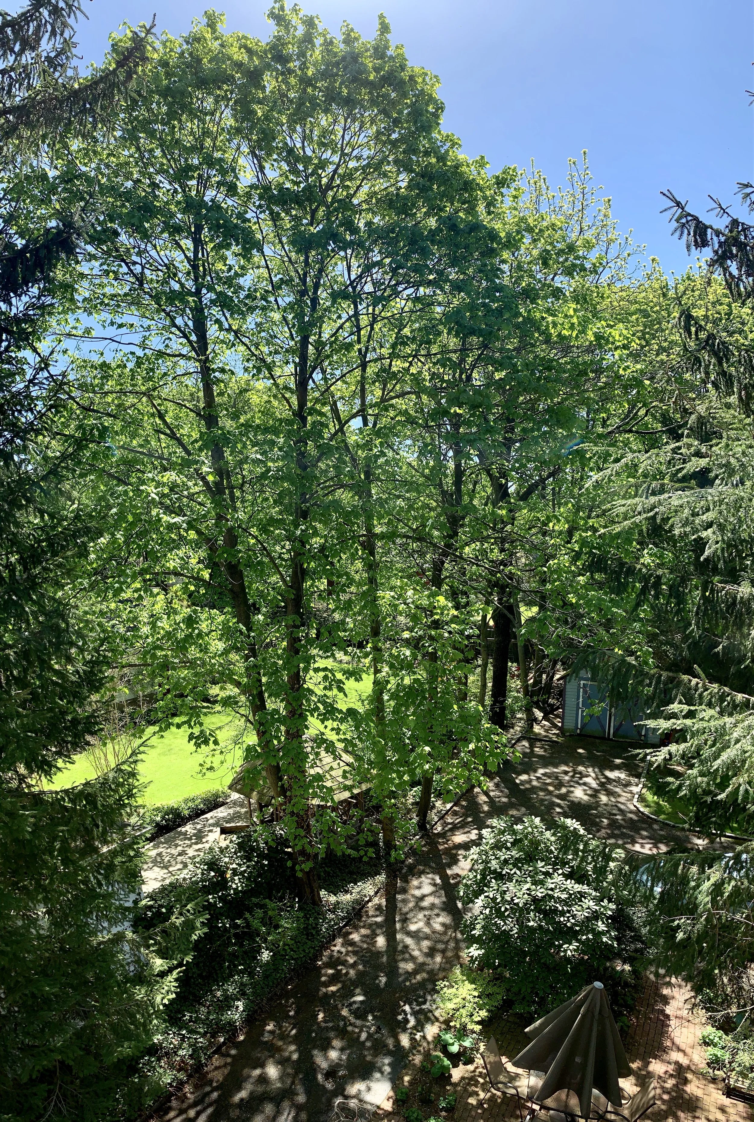 Springtime backyard