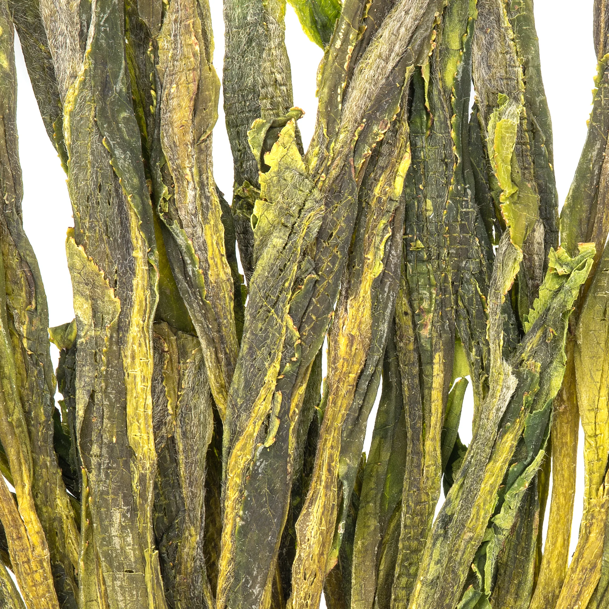 Tai Ping Hou Kui Yan Jia cropped.jpg