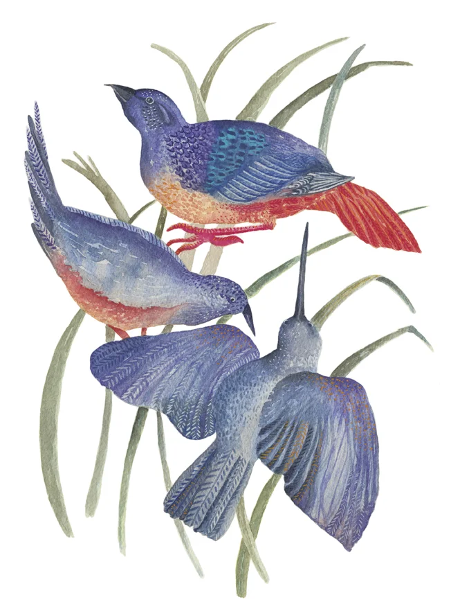 Blue and Orange BirdsRGB_72px.jpg
