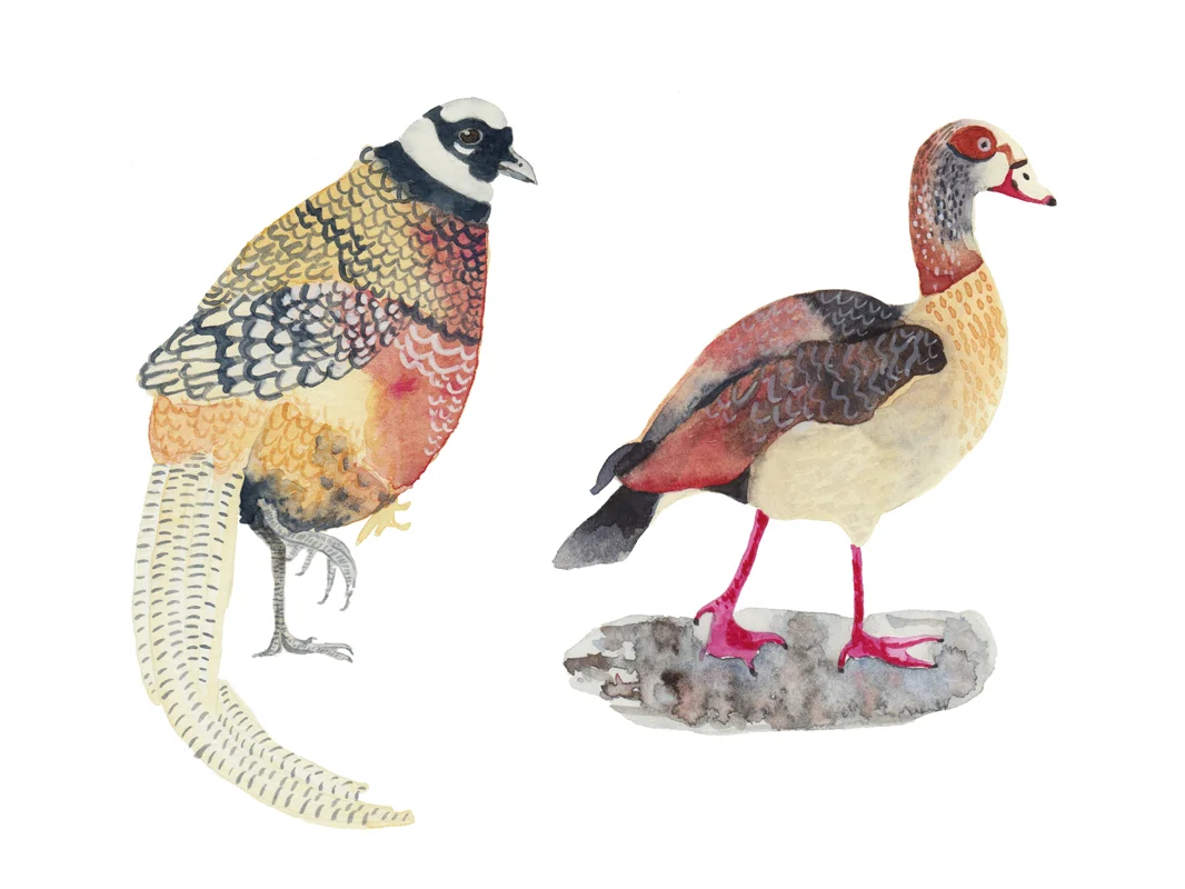 Galinha e Pato.jpg