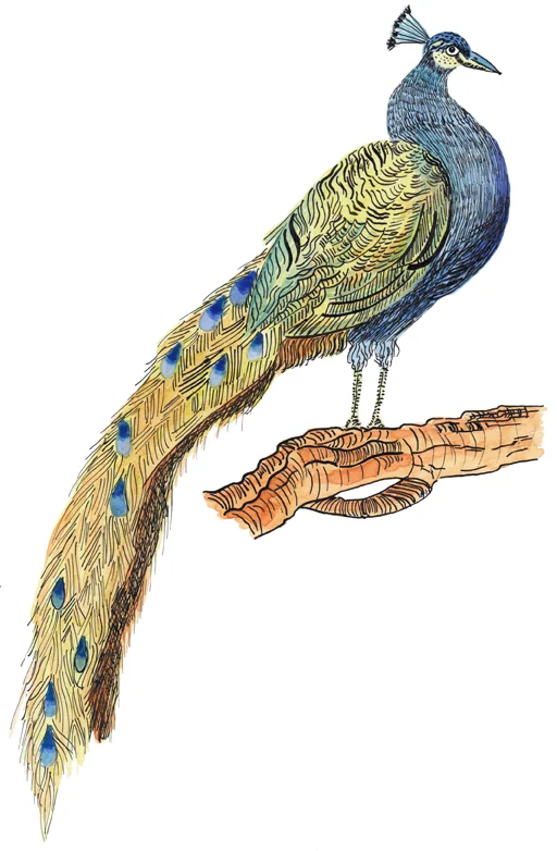 BetaniaSensini_Pheasant.jpg