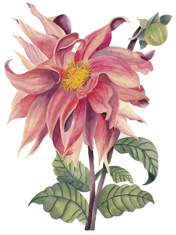 BetaniaSensini_flower72px.jpg