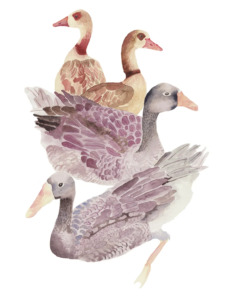Geese_Betania_72px.jpg