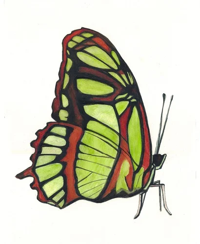 Green and Brown Butterfly