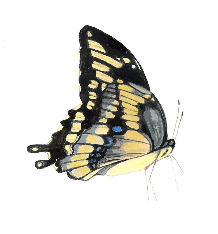 giant swallowtail watercolor gouache 8.5x11.5 2022 copy.jpg