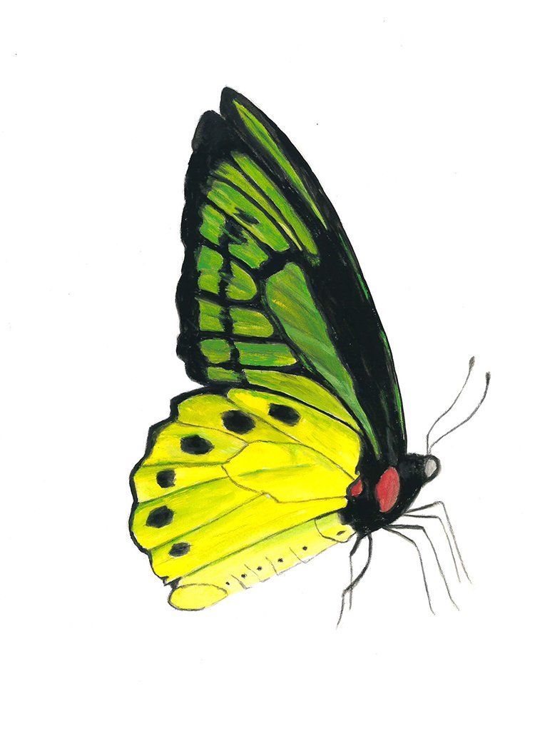 green birdwing 11x14 watercolor gouache 2022 copy.jpg