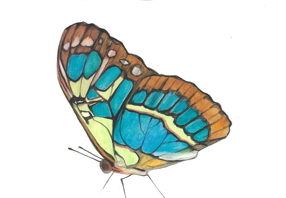 malachite butterfly 11x14 watercolor gouache 2022 copy.jpg