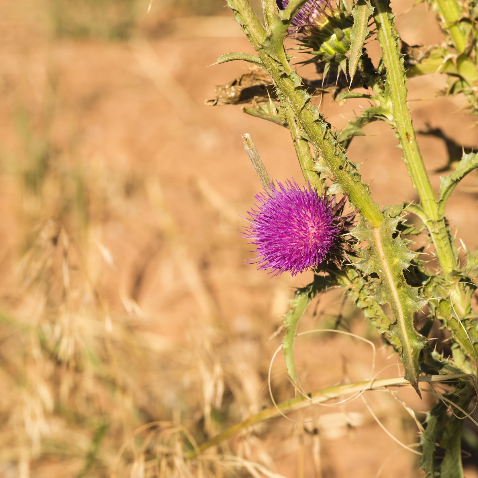 "Pluk de bloem en niet het onkruid."