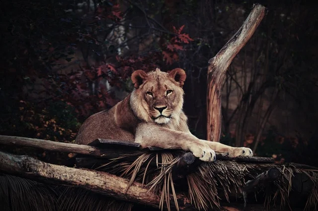 Total Eclipse of the Heart