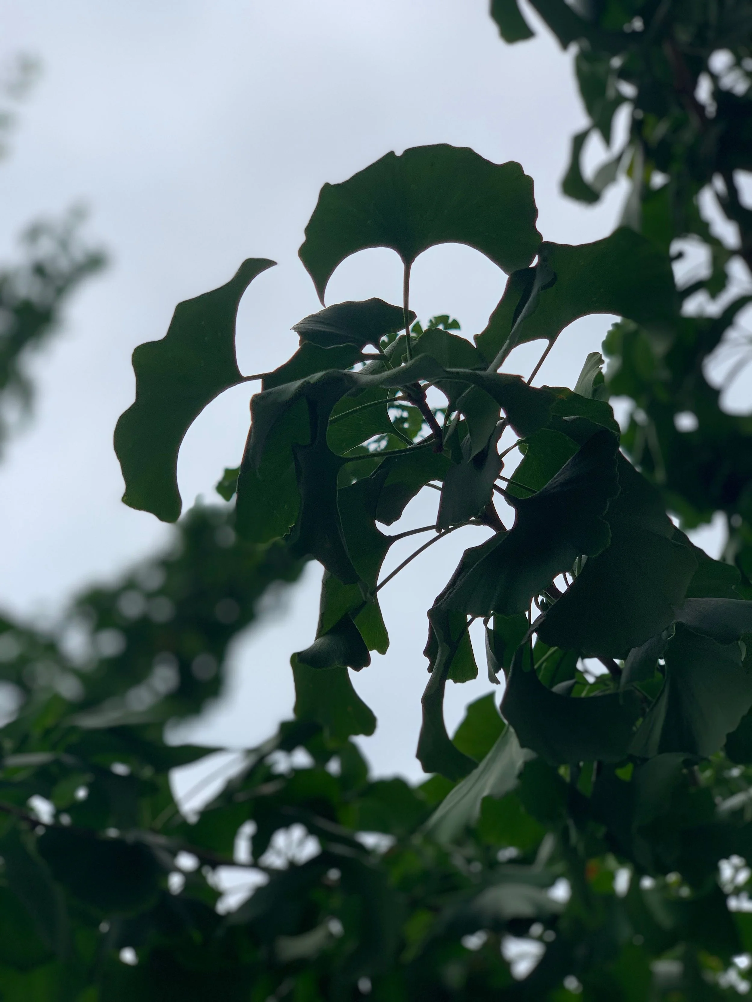 New Moon in Libra Oracle