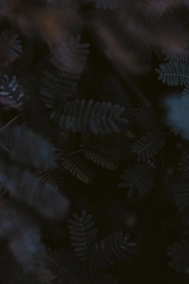 New Moon in Capricorn