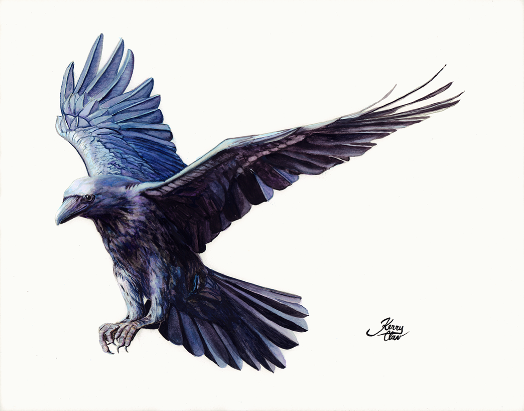 Flying Raven Drawing