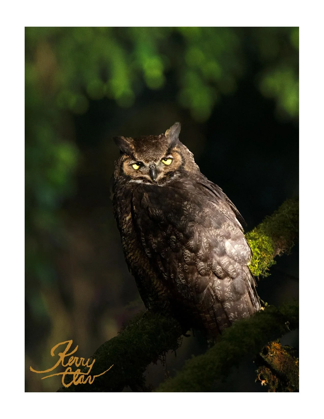 Owl Great Horned October Eyes.jpeg