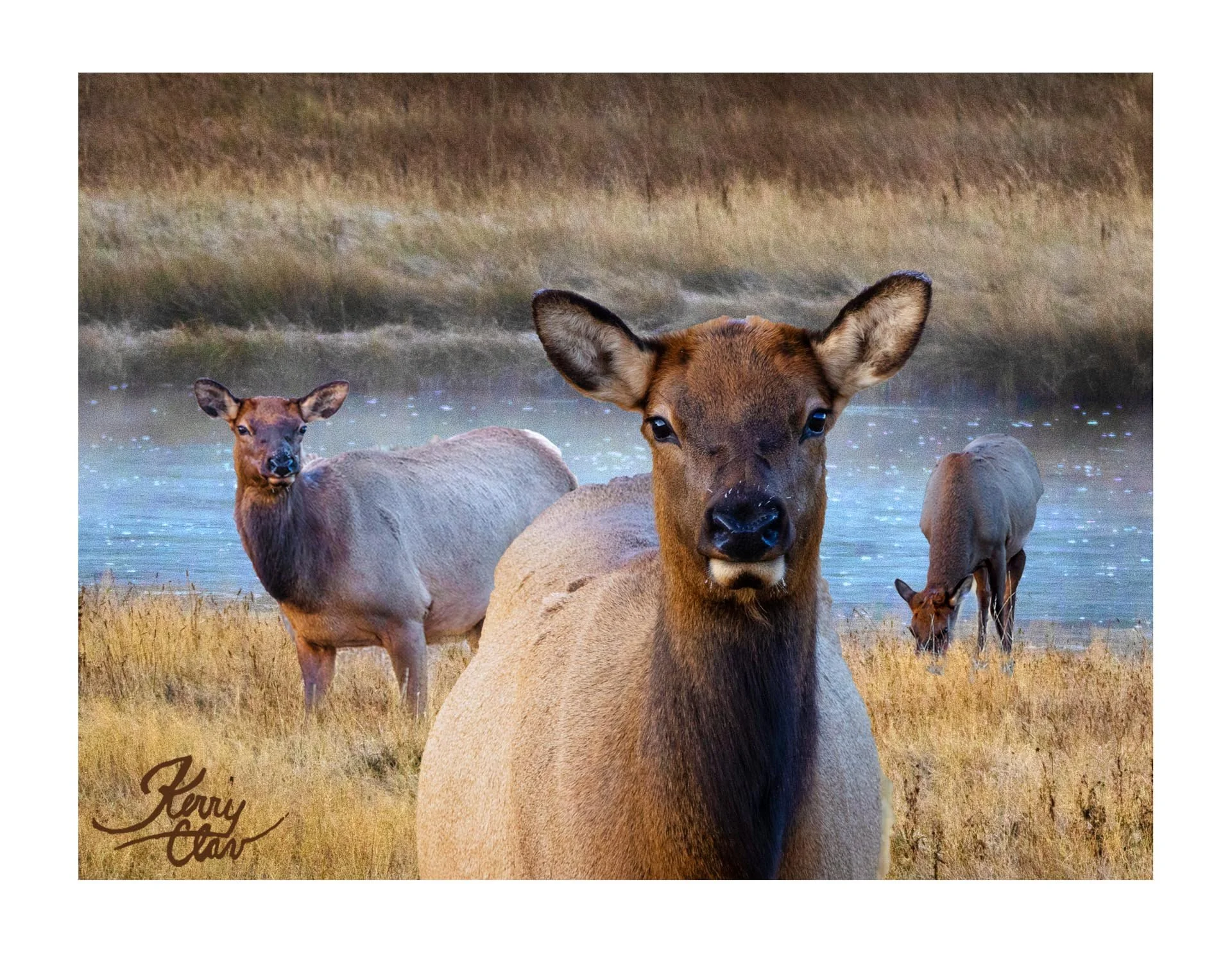 Elk Three on a Misty River.jpeg