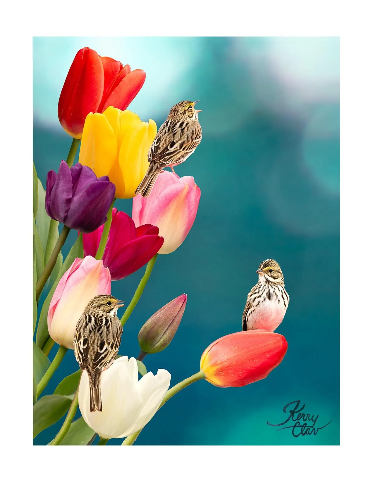 Comp 7.2 Velvet Teal.jpeg