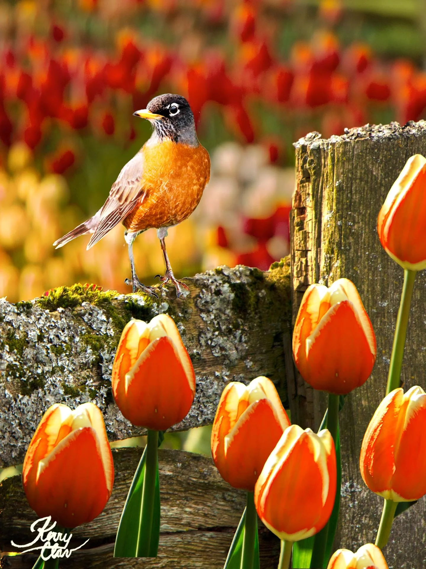 Comp 10.7.2 Robin.jpeg