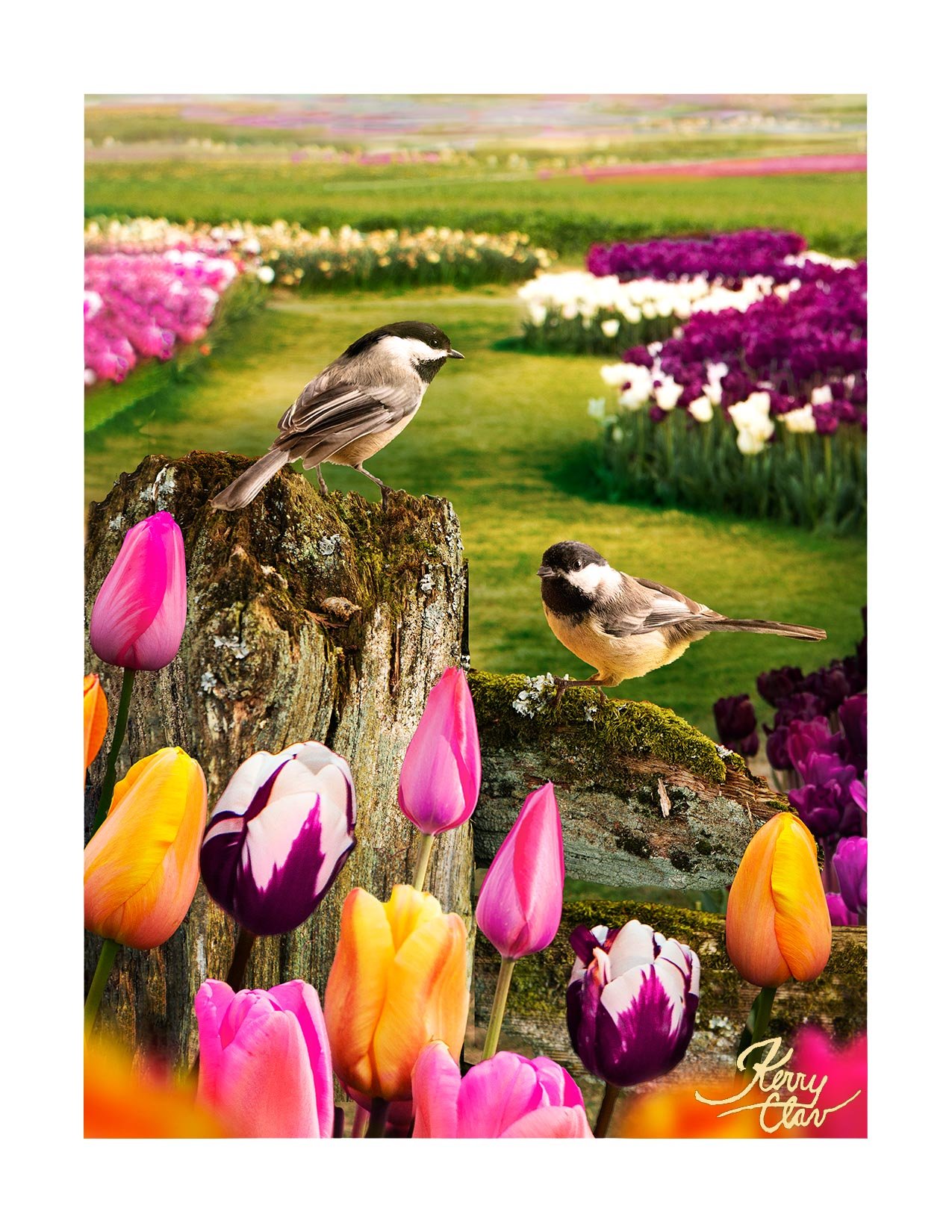 Comp 2025.1 Chickadees Butterscotch.jpeg