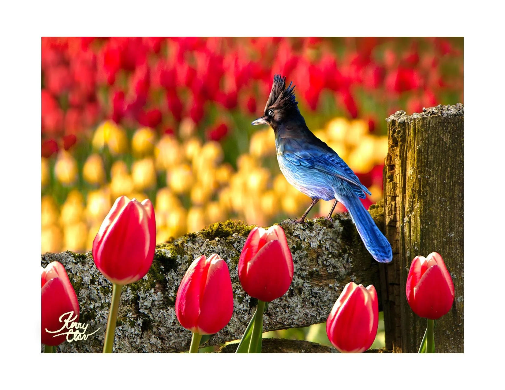 Steller's Jay and Ruby Tulips.jpeg