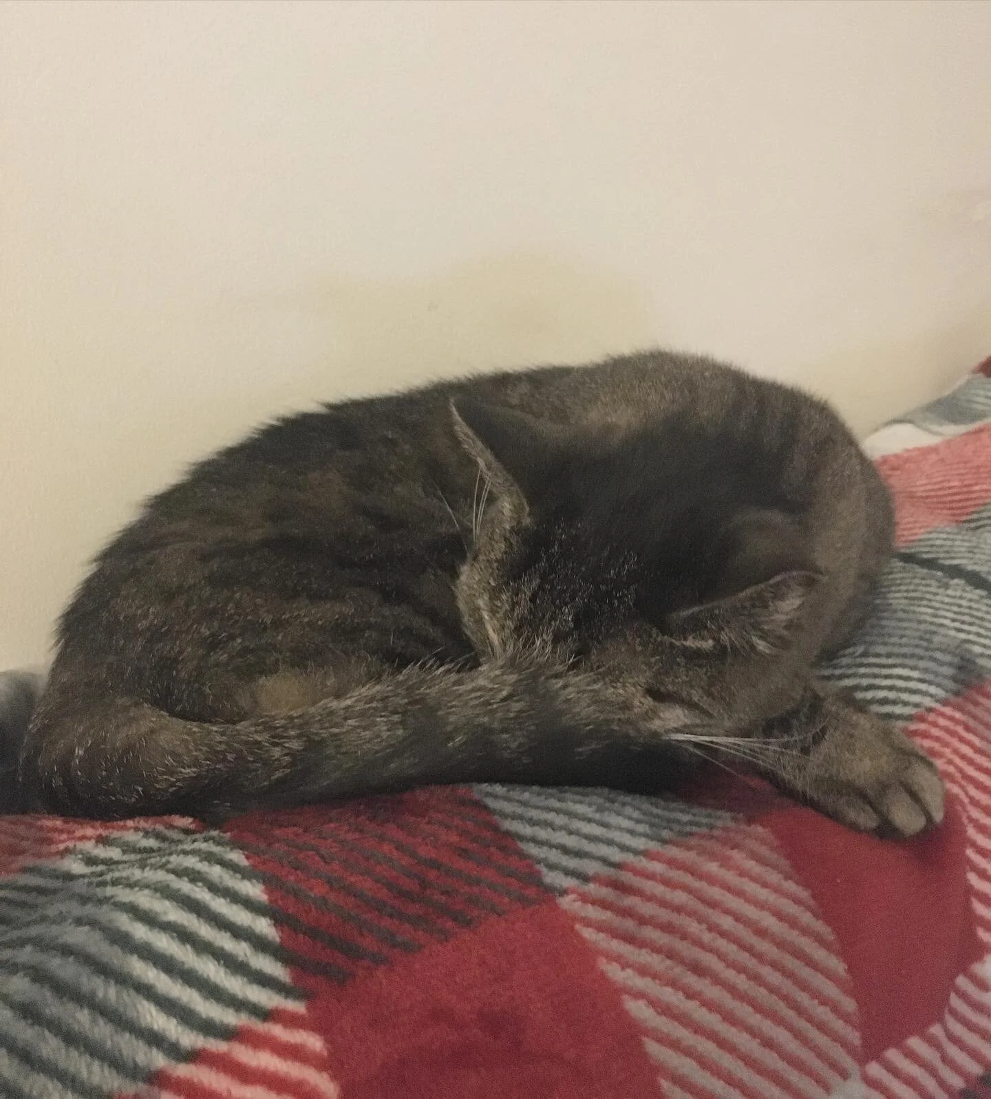 Have a good weekend everyone. And please leave me alone.
edit: this is what Maggie is saying, I’m dying for human interaction. I’ve started drawing faces on my fingernails to talk to them, I need help.