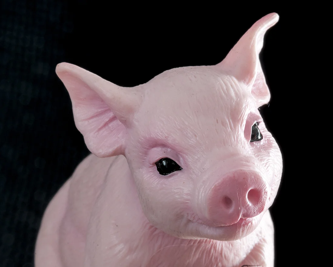 Questioning Pig