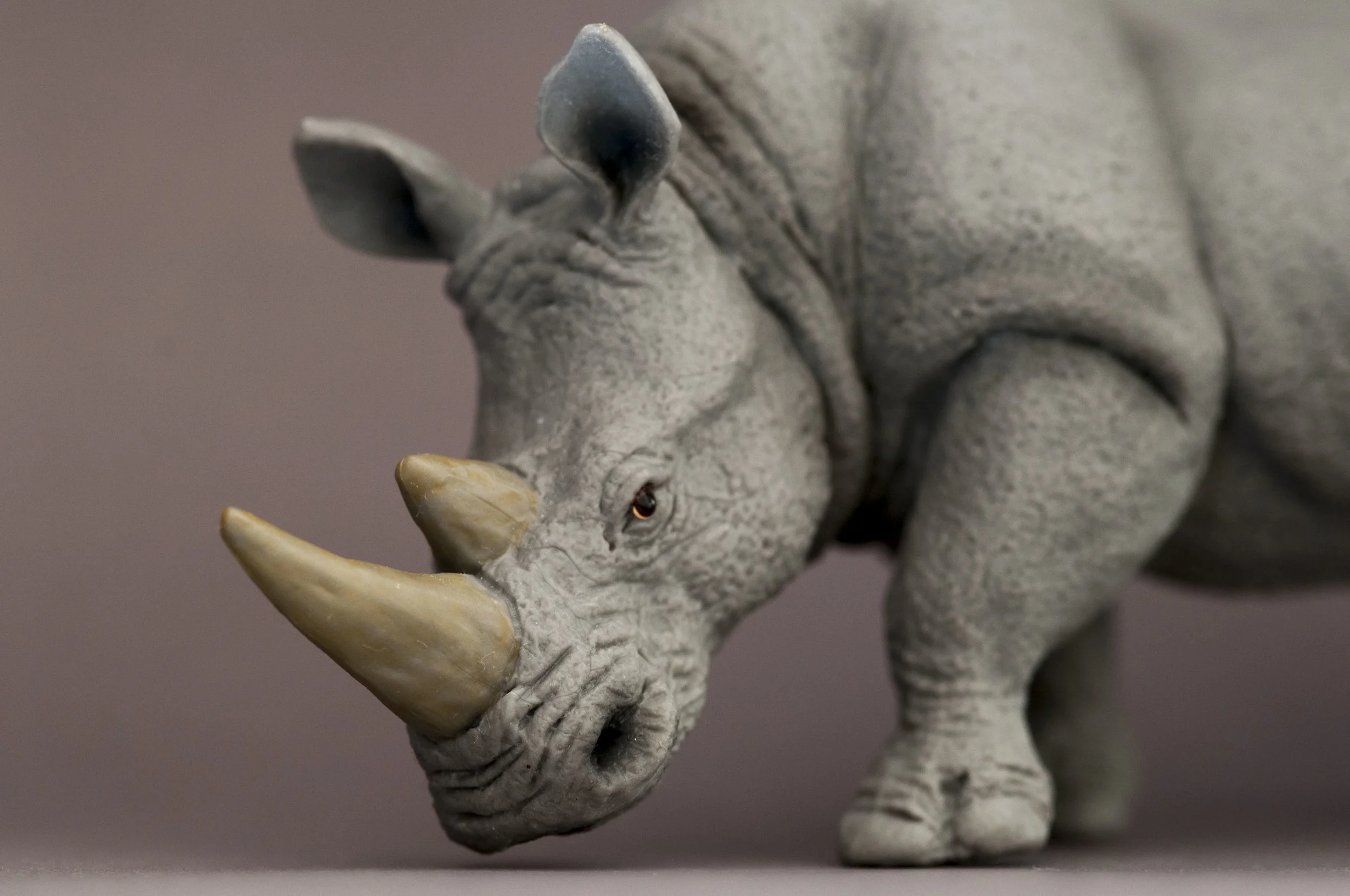 Suspicious Rhino
