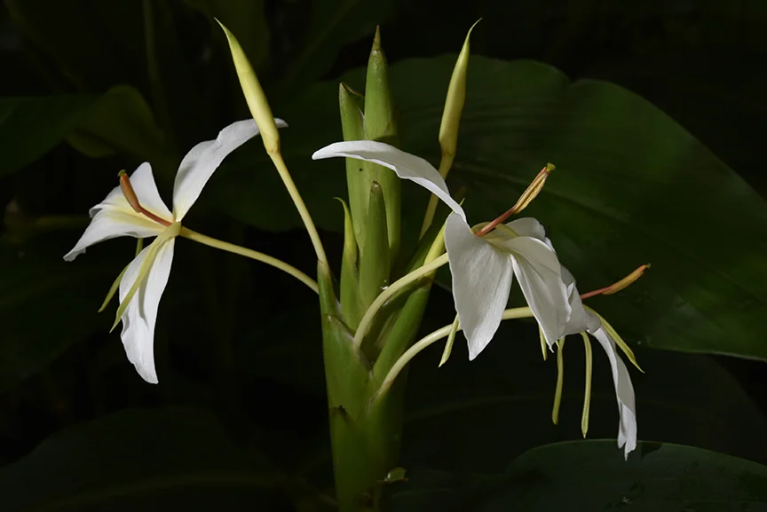 White Flowers