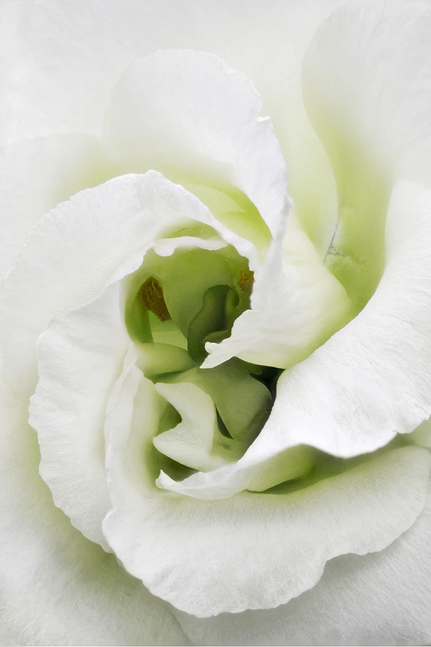 White Lisianthus