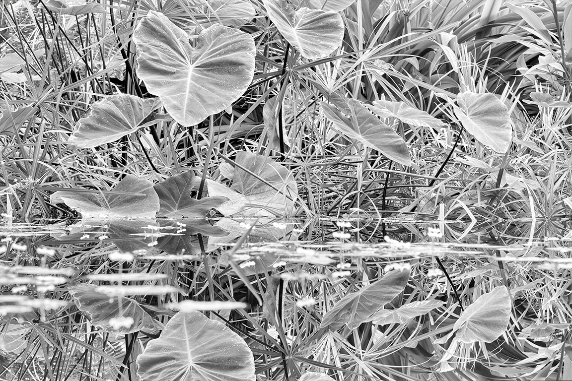 Lily Pond