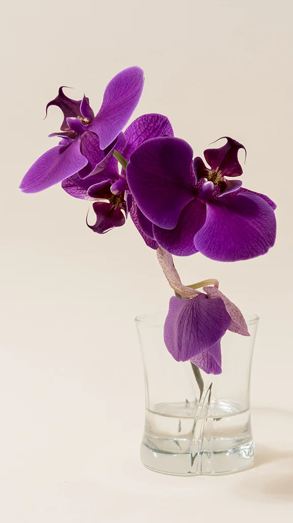 Purple Orchid in Glass