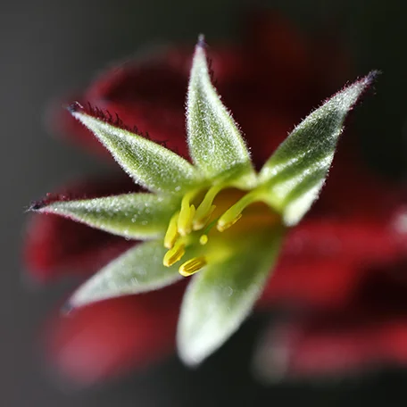 Kangaroo Paw