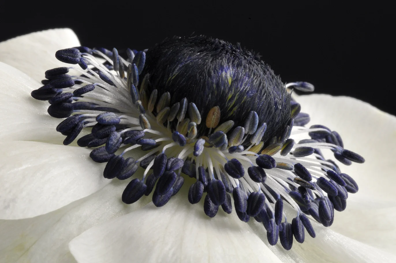 White Anemone