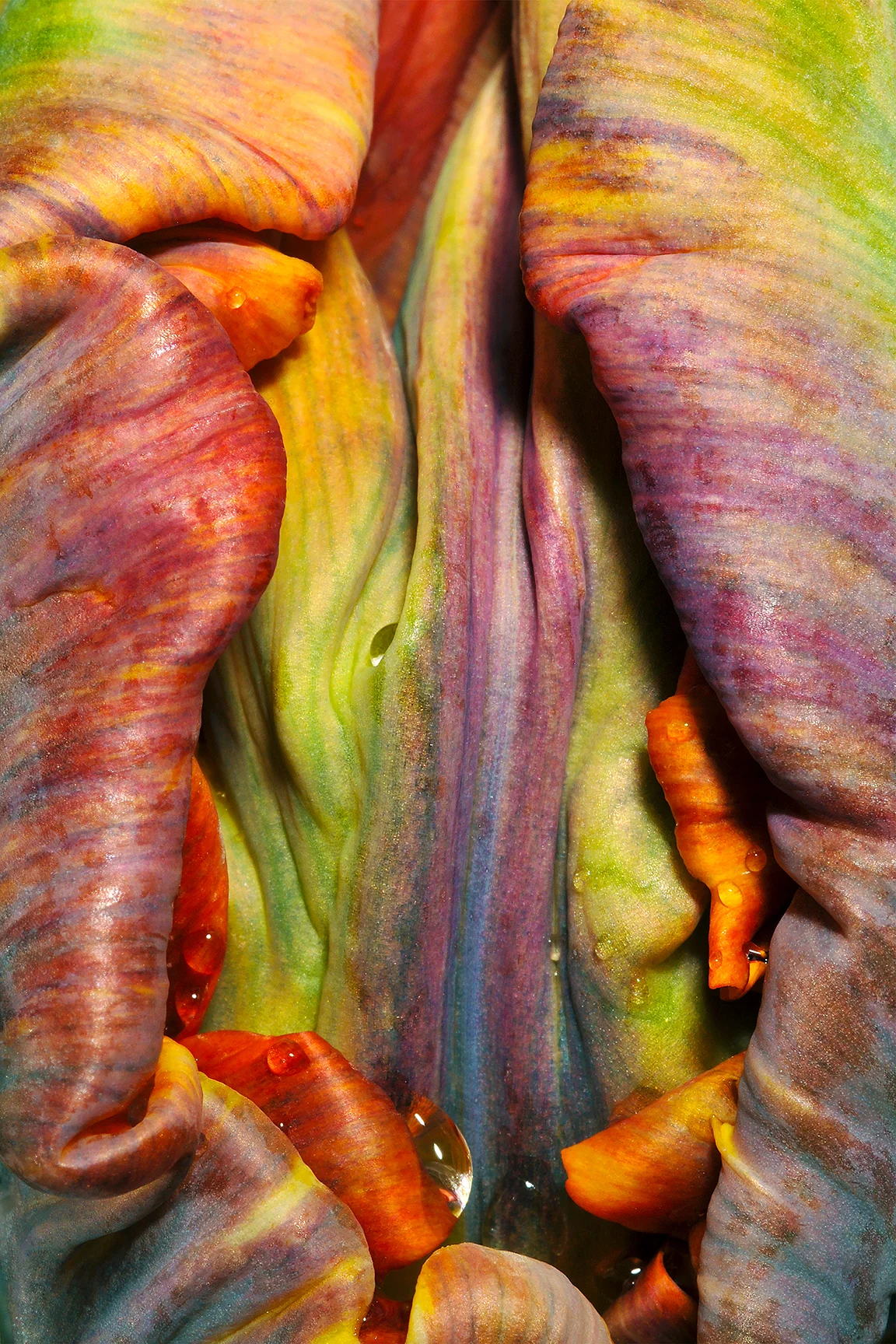Moist Tulip