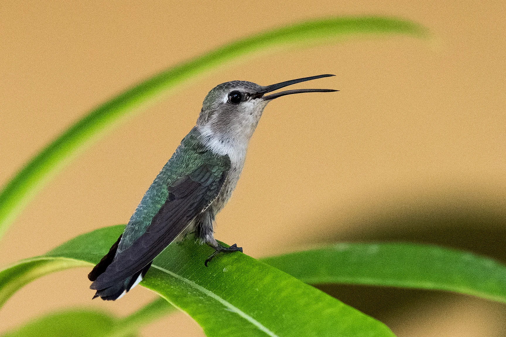 Hummingbird #5