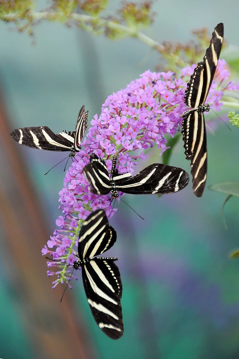 Striped Butterflies