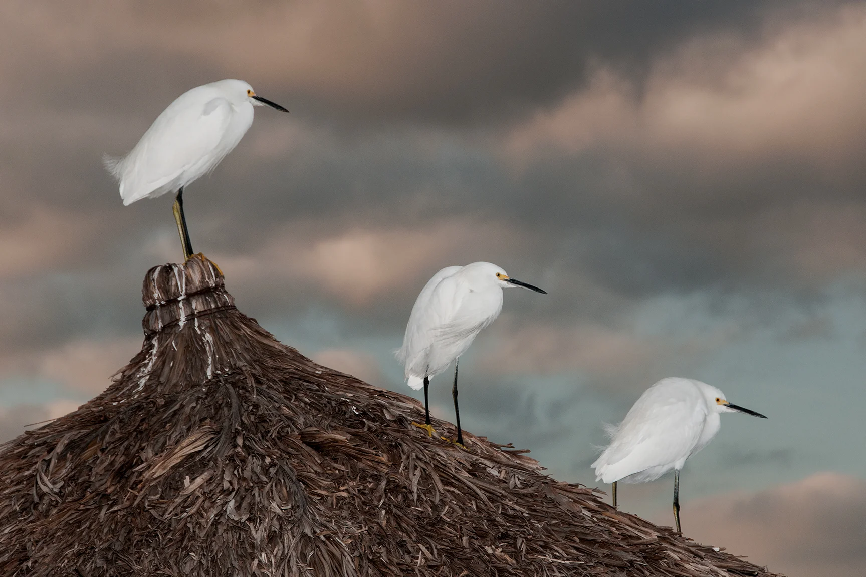 Egrets on Palapa
