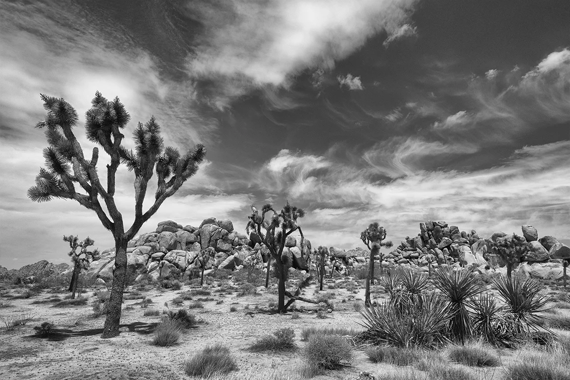 Joshua Trees