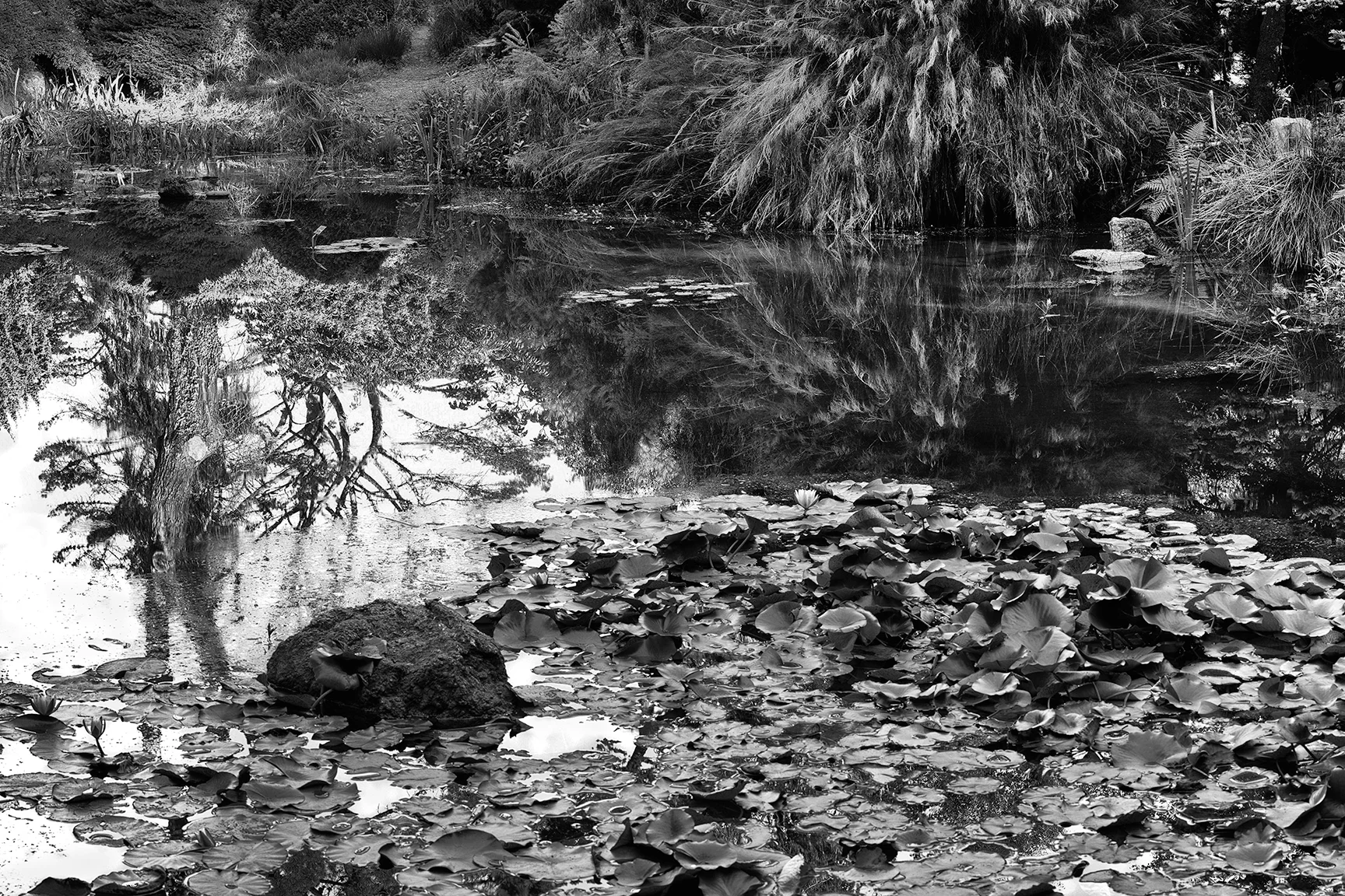 Arboretum Pond