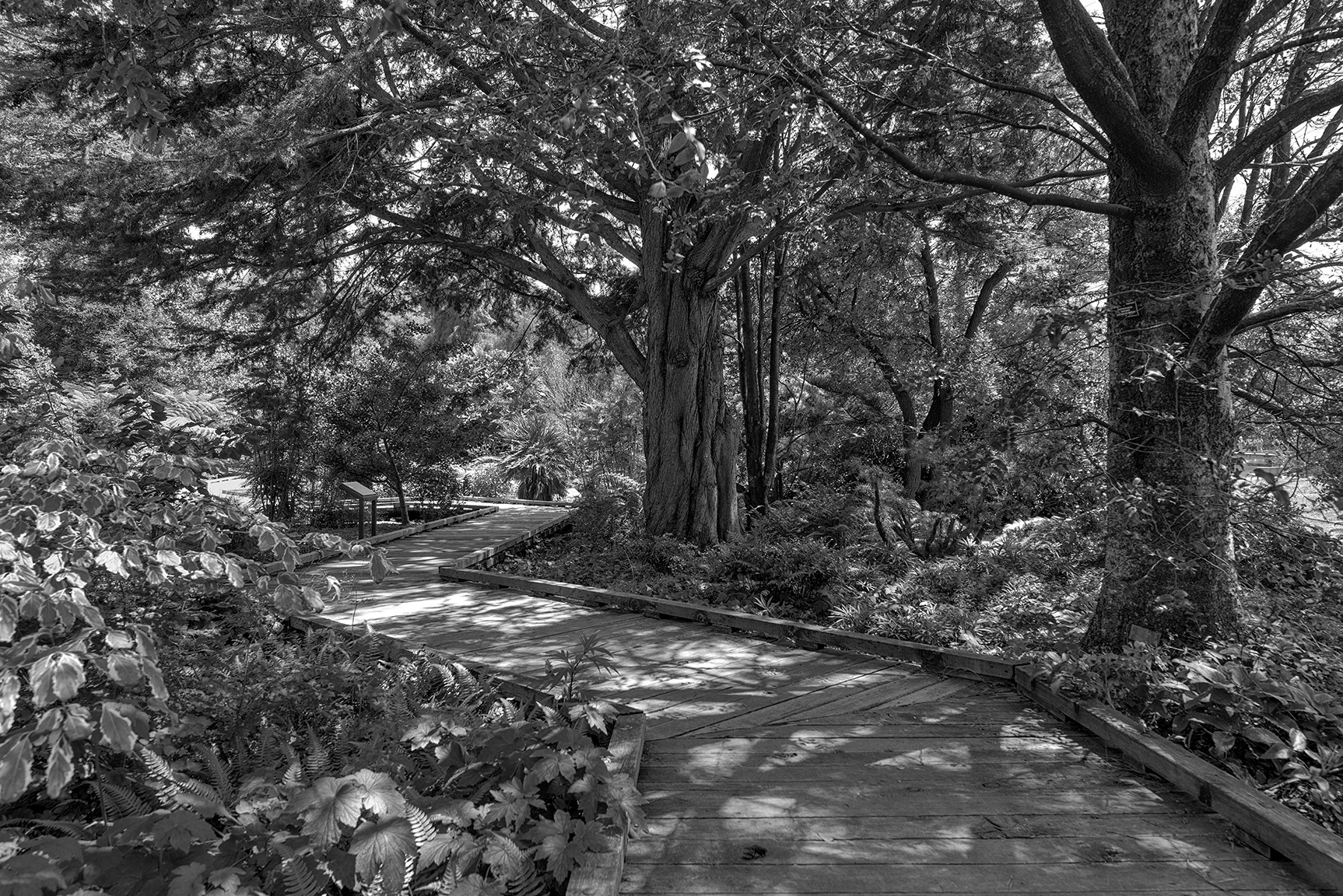 Arboretum Path